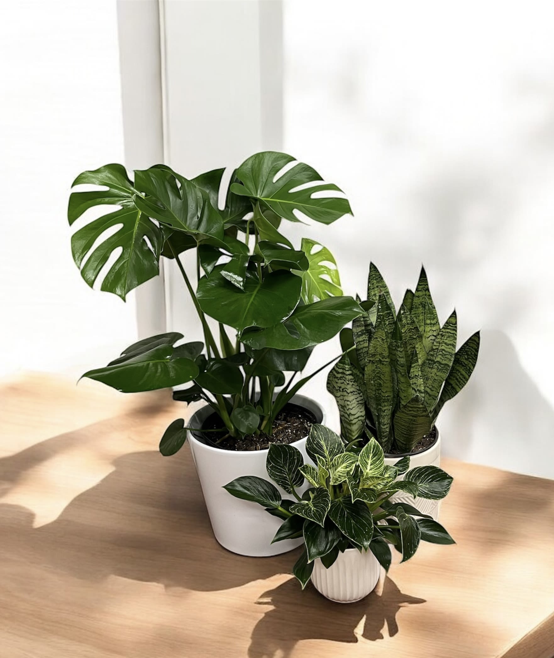 Floor Plant - Floor Plant's are a lush, hand-selected plant chosen by expert florists for its beauty, quality, and style. Perfect for adding natural elegance to any room, this tall, vibrant plant brings life and freshness to indoor spaces. Each selection is unique, placed in a stylish container, and ideal for home or office décor, housewarmings, or thoughtful gifts.