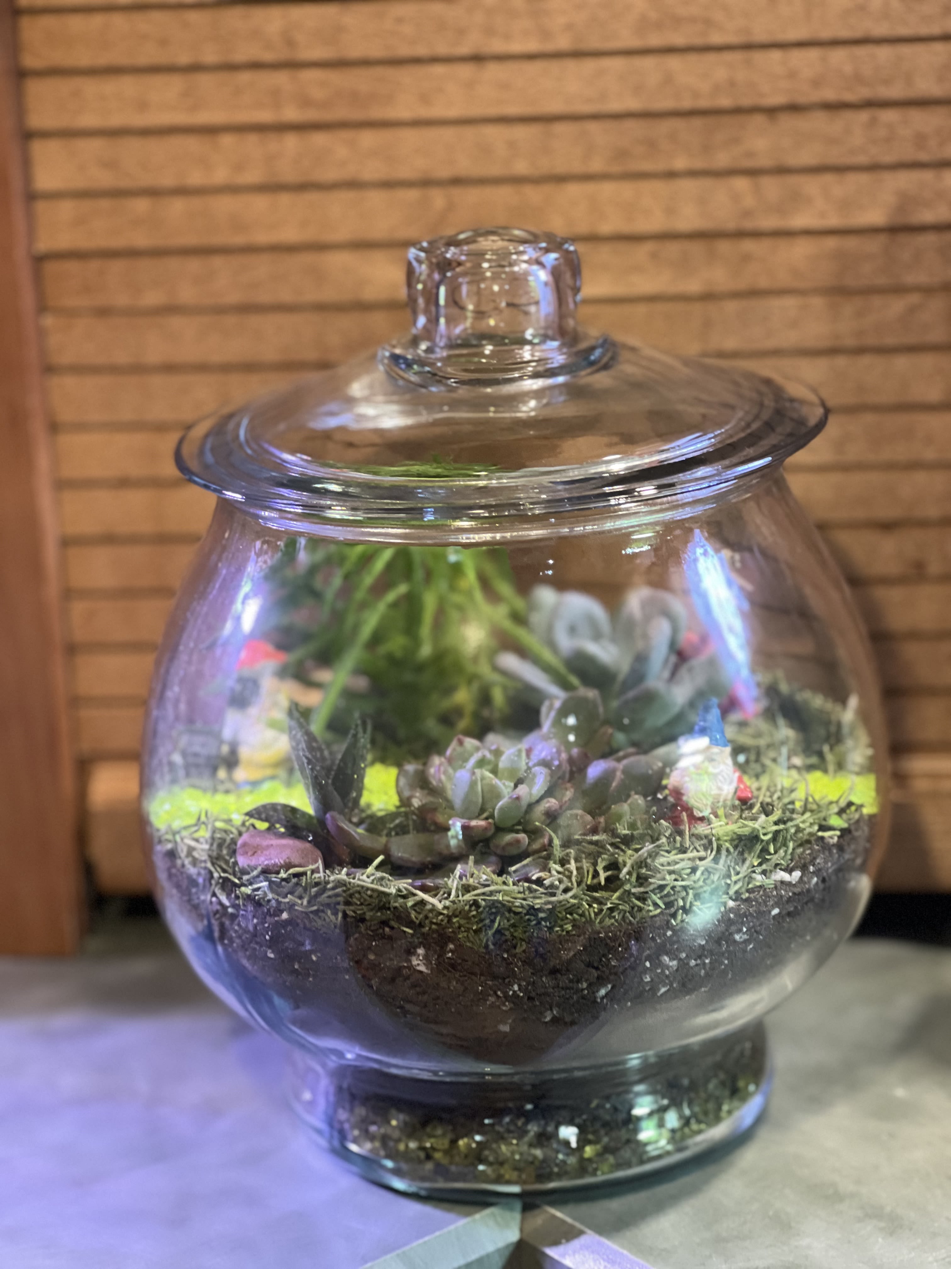 Terrarium with Succulents - A round Terrarium with succulents and a few gnomes accented with deco gems, rocks and moss to retain the moisture. Comes with a cover for easy access for sprinkling with water. Planted with succulents in sand, soil and fertilizer for over a year's worth of growth. Bonus: Comes with tools for ease of use. Overall height with lid on is: 11&quot; tall and 8&quot; wide. Don't forget to add on the mister, located in our cross-sell area. 