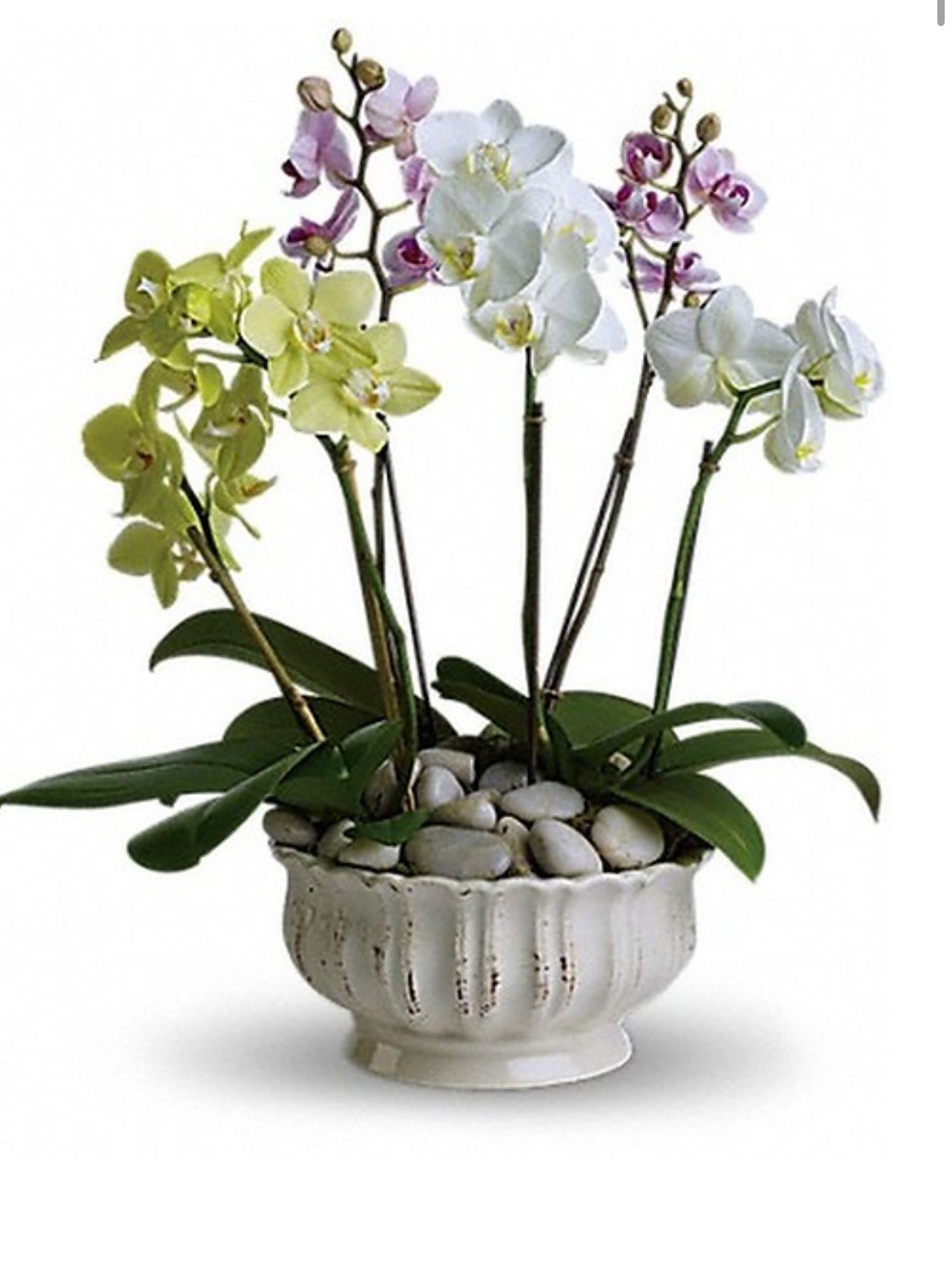 Circus orchids  - Circus orchids is a. beautiful combination of medium phalenopsis orchids in a beautiful white container 