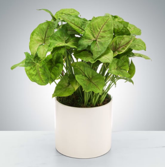 Arrowhead Plant by BloomNation™ - Also known as an arrowhead plant, these plants like low light and do not need lots of watering or attention (hooray!). Send them to the plant parent in your life for a low-maintenance addition to their collection.