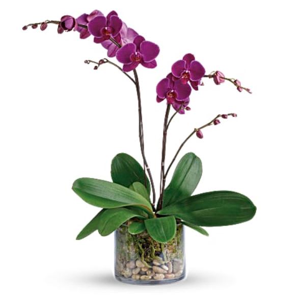 Lavender | Purple Phalaenopsis Orchid  - Symbolizing love, refinement, strength and rare beauty, our Phalaenopsis orchid arrives in a lovely container.  Orchid color will vary according to what looks nicest at the greenhouse. May be one stem or two. Containers vary, but all will be lovely. 