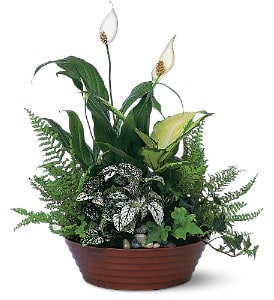 White Garden [TF139-2] - Whether at the office or in their home, our garden dish, filled with an artful display of white-on-green plants, will be an everlasting reminder of your thoughtfulness.  Dieffenbachia, fern, ivy and spathiphyllum arrive in a simple round dish.  Approximately 13&quot; W x 15&quot; H  Orientation: One-Sided      As Shown : TF139-2 