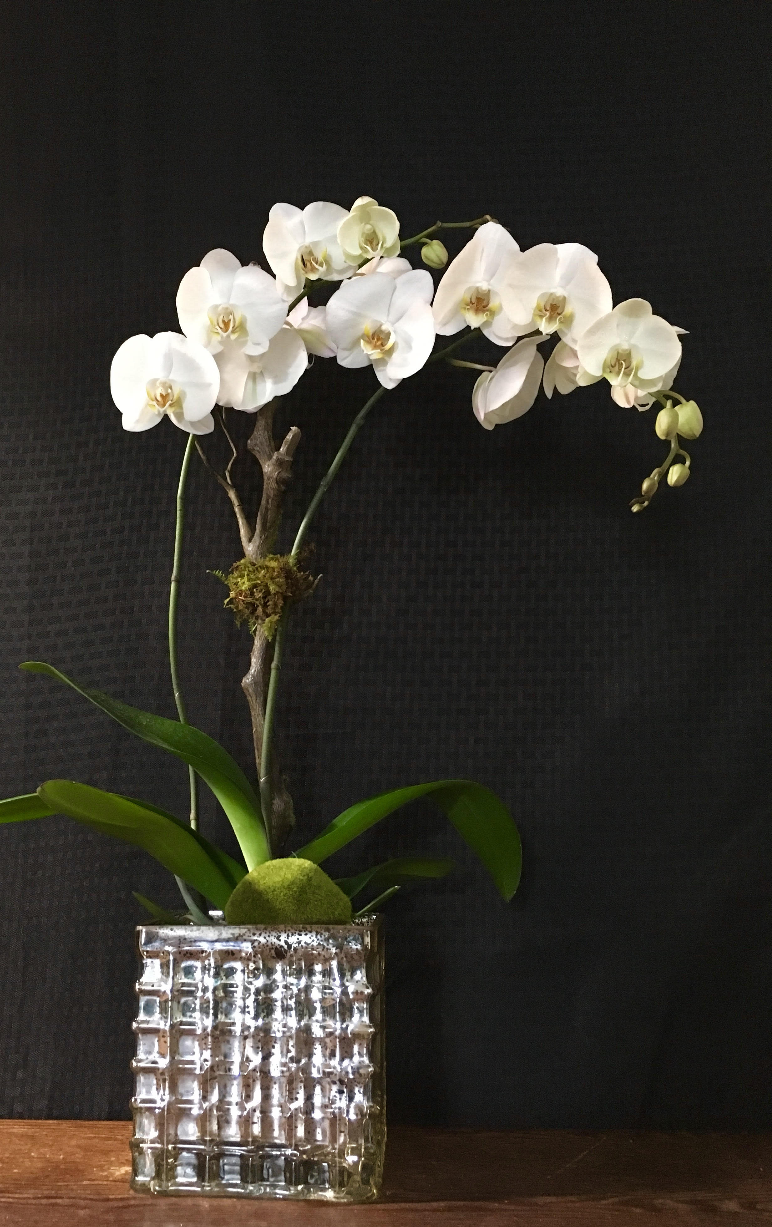 New Look New Look - White Phalaenopsis Orchids 15" tall in 6x6” gold or silver glass container