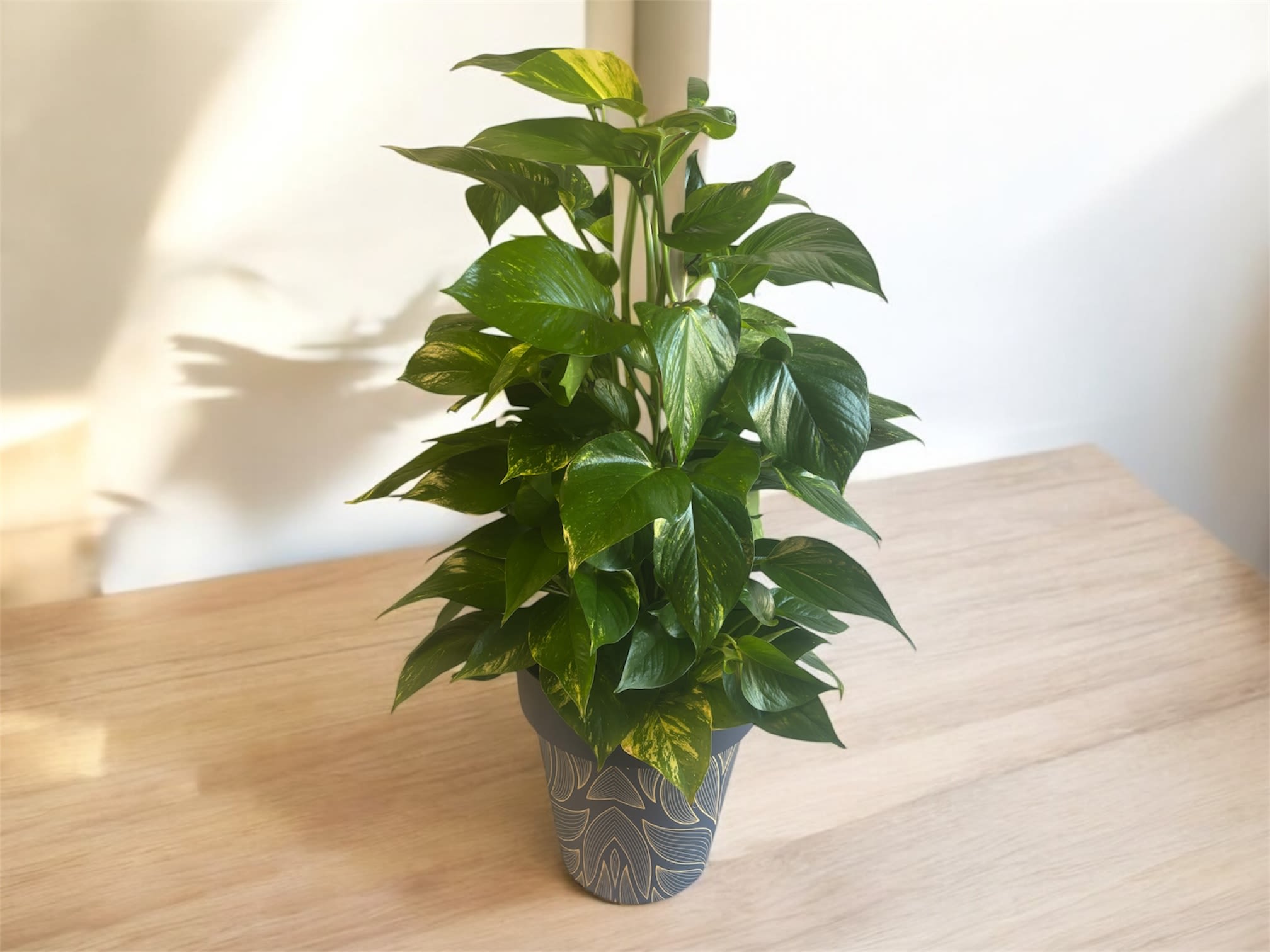 Peaceful Pathways Peaceful Pathways - Let serenity take root. This soothing gift features a Pothos (ivy) plant in a keepsake pot.