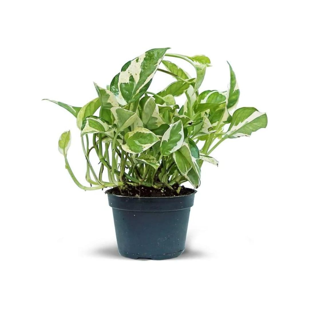 Pearls & Jade Pothos - 4" Pot Pearls & Jade Pothos - 4" Pot - Pearls & Jade Pothos - 4" Pot