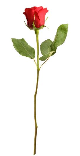 Red Rose add on (1) Red Rose add on (1) - For any special occasion, you can add this single red rose to your flower arrangement to really show the people in your life how much you care. It looks like a simple addition, but it shows you really put the thought into getting just the right number of blooms to communicate a significant message.