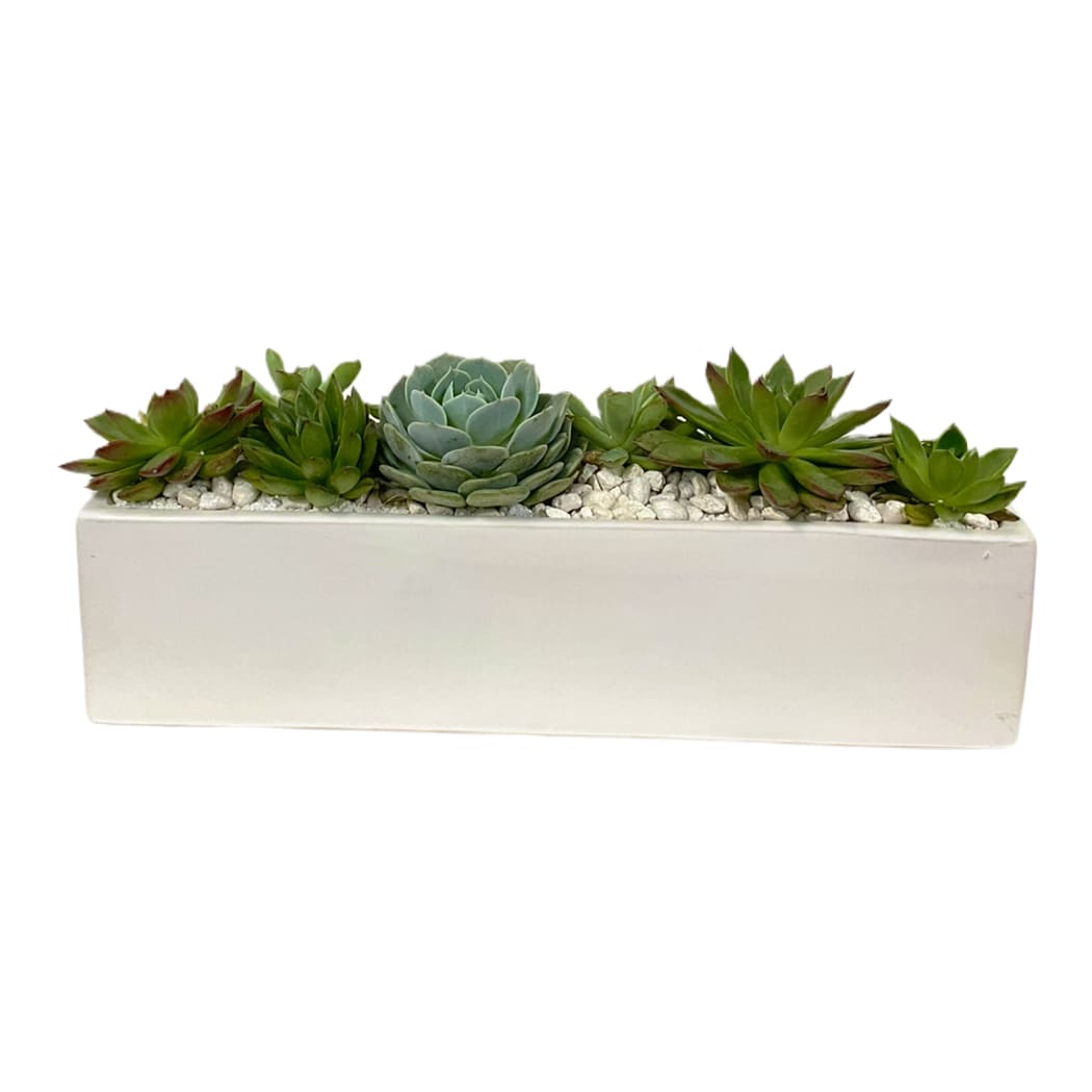 Zen Succulent Centerpiece Zen Succulent Centerpiece - Assorted succulent plants arranged with river cane and river rocks in a black or white rectangle container.