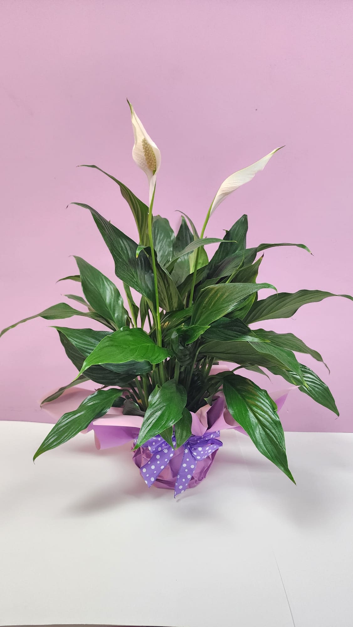 Peace Lily  - Enrich a life through this spathiphyllum plant. Care instruction goes as follows: Peace lilies prefer bright, indirect light. Avoid direct sunlight, which can scorch their leaves. Keep the soil consistently moist, but not soggy. Avoid placing them near drafts, heating vents, or air conditioners. Prune any yellowing or browning leaves to encourage new growth. 