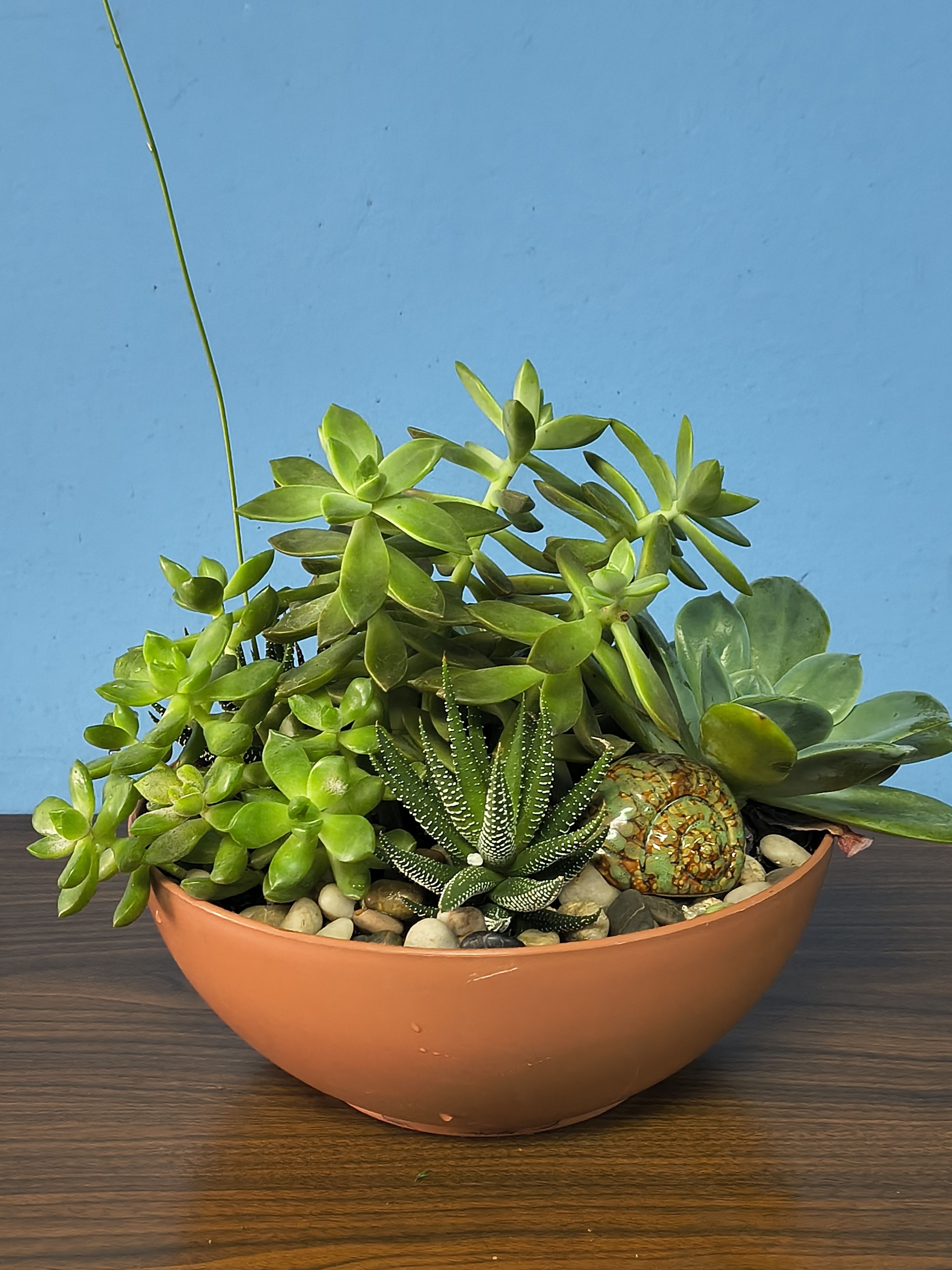 Large succulent garden - Beautiful large succulent garden with several unique styles of succulents. Very easy to care for and maintain. A gift that can last forever for that special someone in your life.... 