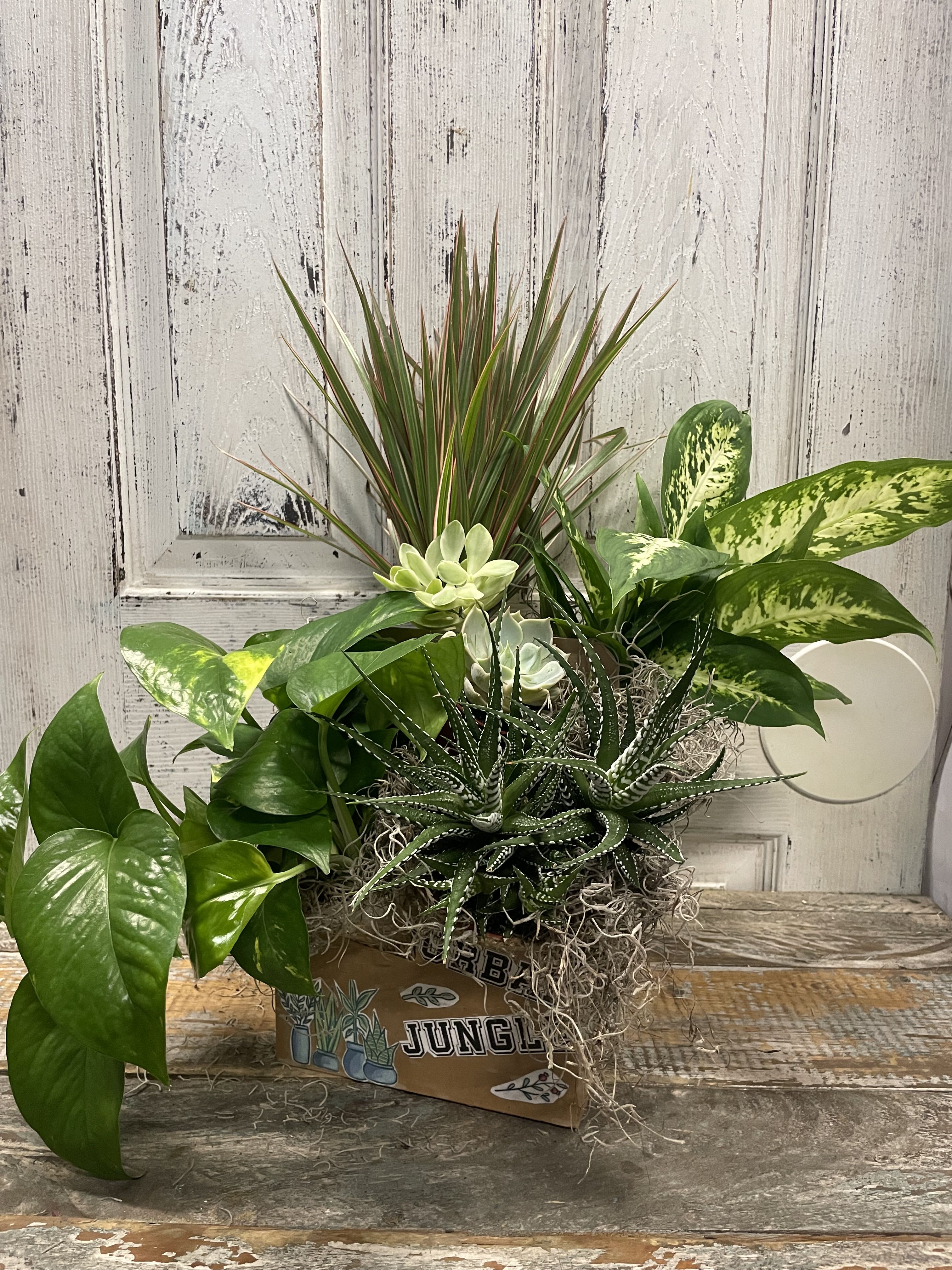 Urban Jungle Kit - Harmony with Nature - Embrace the urban jungle lifestyle with our popular choice among millennials and city dwellers &quot;The Urban Jungle&quot;  Our Urban Jungle kit features 4 indoor green plants and succulents presented in a whimsically decorated carrier, ready to be potted. As an added bonus, it includes a kit of 2 mini gardening tools – the ideal gift for anyone with a passion for plants!