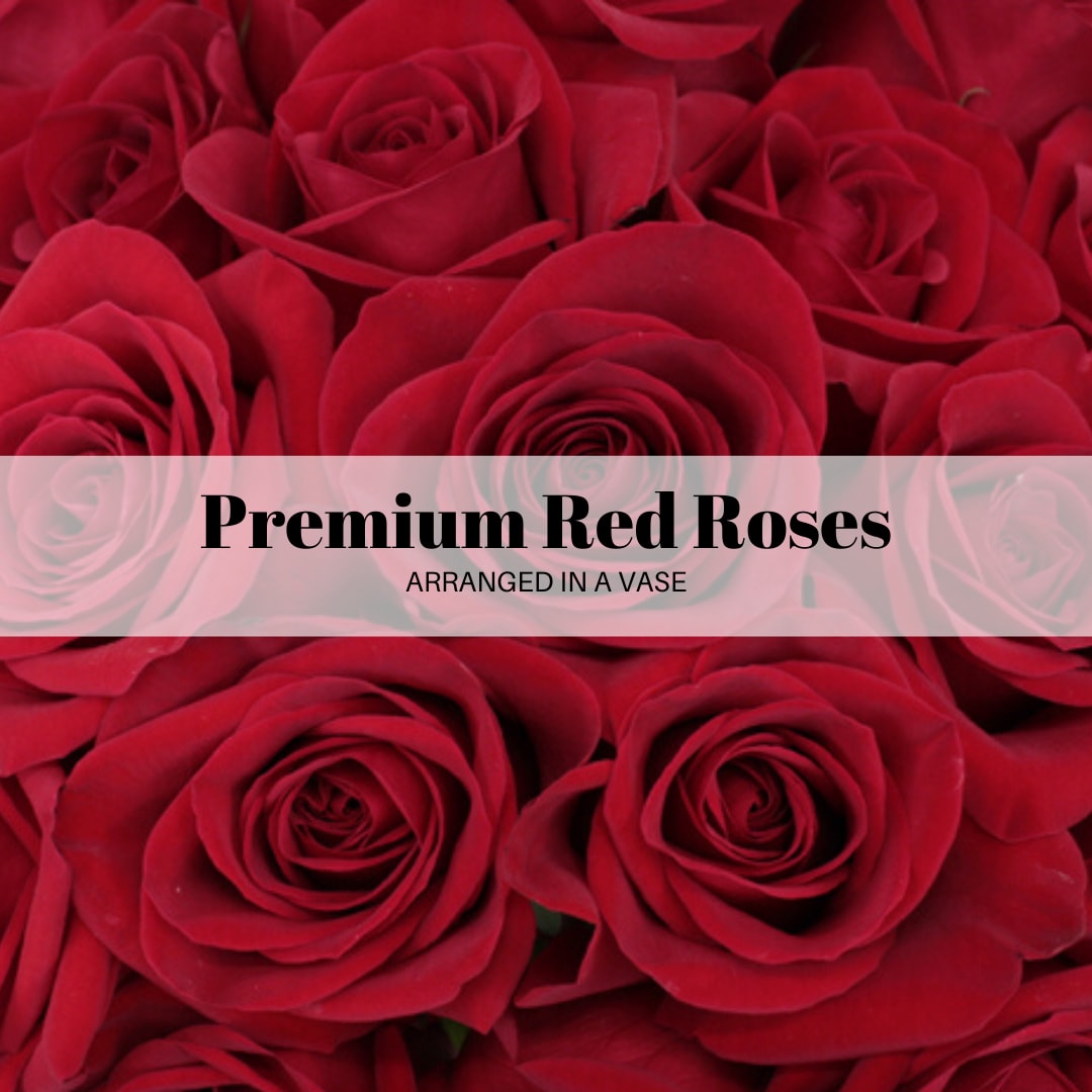 12 Long Stem Premium Red Roses Vased  - The Freedom/Heart Roses have large, cup-shaped blooms with a velvety texture. The petals are a traditional, true red. Ecuadorian Premium Roses, ONLY THE BEST ON THE MARKET ARE USED!     Standard: 12 long stem Freedom Roses arranged with greenery and white filler like babies breath in a glass vase.  Deluxe: 12 long stem Freedom Roses arranged with greenery and white filler like babies breath in a glass vase.  Premium: 24 Long stem roses arranged with premium greenery and babies breath in a glass vase.   