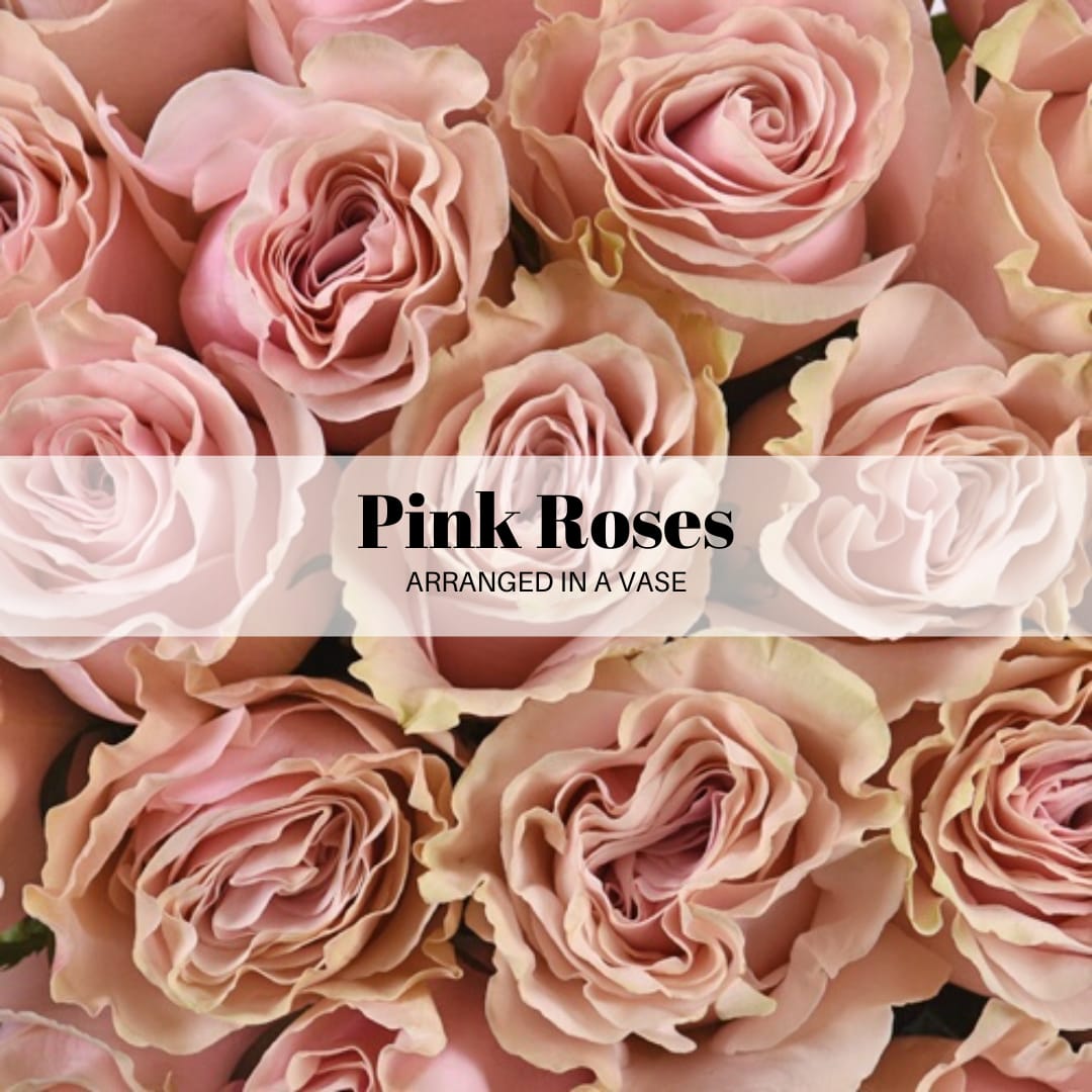 Longstem Pink Roses Vased Longstem Pink Roses Vased - Pink Mondial Roses have a vintage touch. The petals are a soft, dusty-pink color, with just a hint of green and ruffled edges Standard: 12 Pink Mondial roses arranged in a clear glass vase with greenery. Deluxe: Babies Breath ADDED- 12 Pink Mondial Roses arranged with greenery in a 9-inch clear glass vase. Premium: 24 Pink Mondial Roses arranged with greenery & babies breath/waxflower in a 9.75 -inch clear glass vase