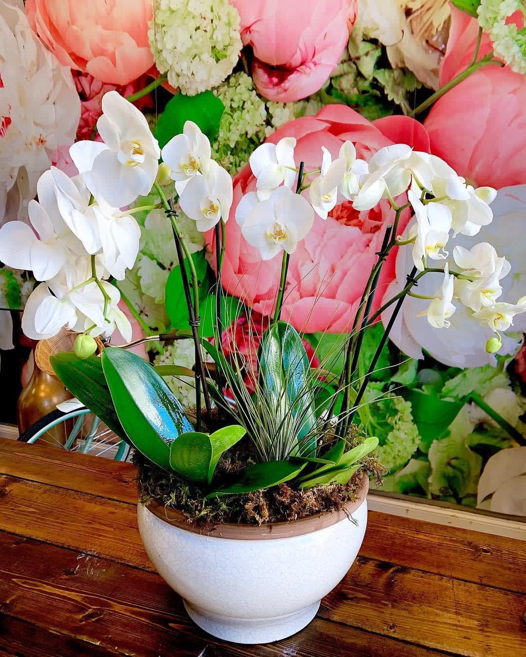 Orchid Garden Orchid Garden - Phalaenopsis Orchids in a ceramic pot mossed. A gift that is sure to impress in any situation. **1 day advanced notice is required**