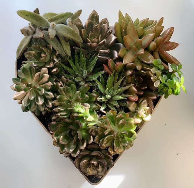 Scottsdale succulent heart Scottsdale succulent heart - Beautiful assorted succulents in a gold heart container. One of a kind design.