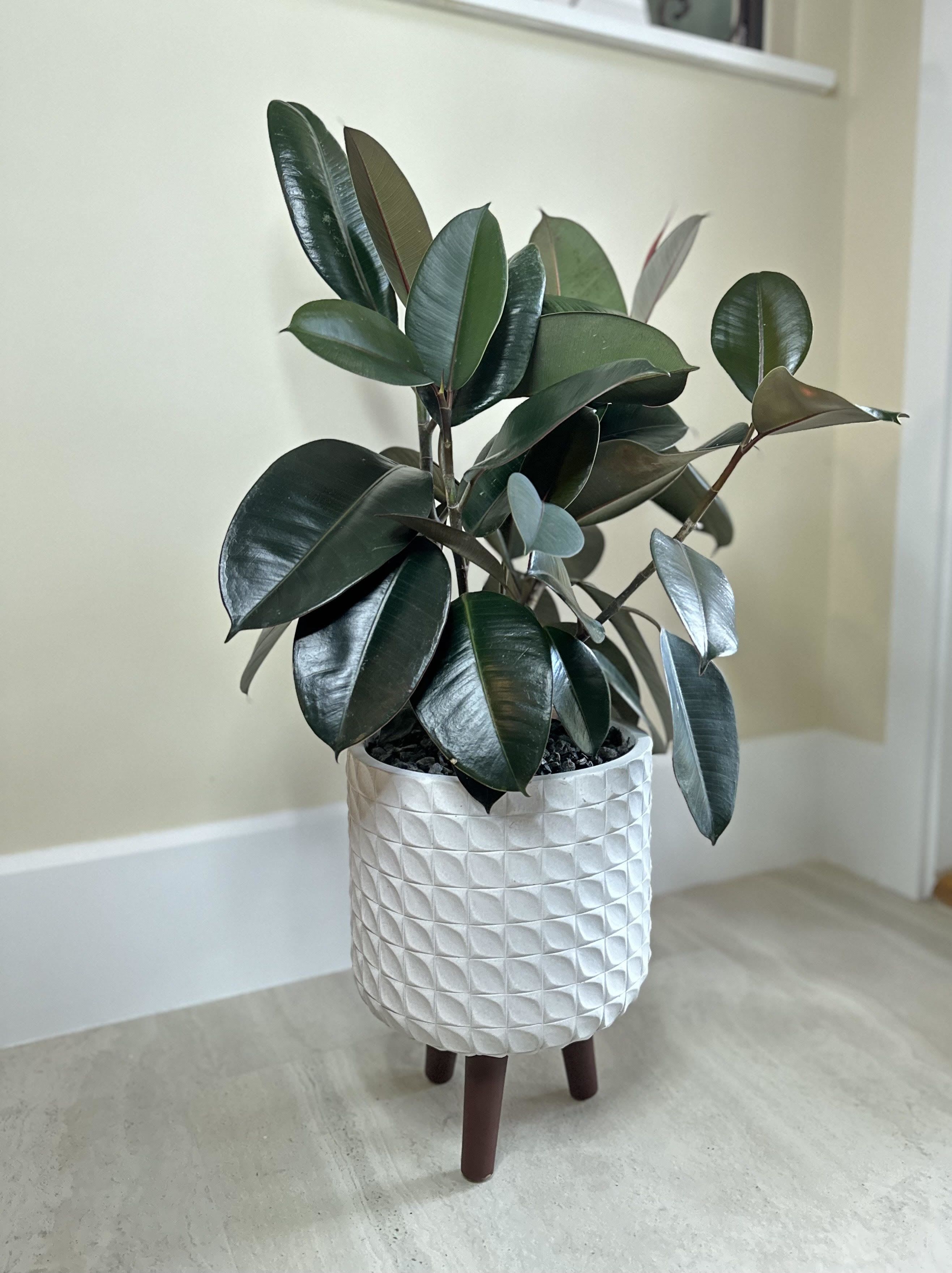 Ruby Rubber Plant - Add a touch of elegance to your home or office with our stunning Ruby Rubber Plant! This beautiful plant features large, dark green leaves with a glossy finish and reddish-brown stems. Its compact growth habit makes it perfect for indoor spaces, and it's low-maintenance requirements make it ideal for busy plant parents.  *Key Features:*  - Large, dark green leaves with a glossy finish - Reddish-brown stems add a pop of color - Compact growth habit perfect for indoor spaces - Low-maintenance requirements - Air-purifying benefits  *Care Instructions:*  - Water sparingly, allowing soil to dry slightly between waterings - Provide bright, indirect light - Fertilize during growing season (spring-fall) - Prune regularly to maintain shape and promote healthy growth   Order Now and Bring Some Greenery into Your Life!