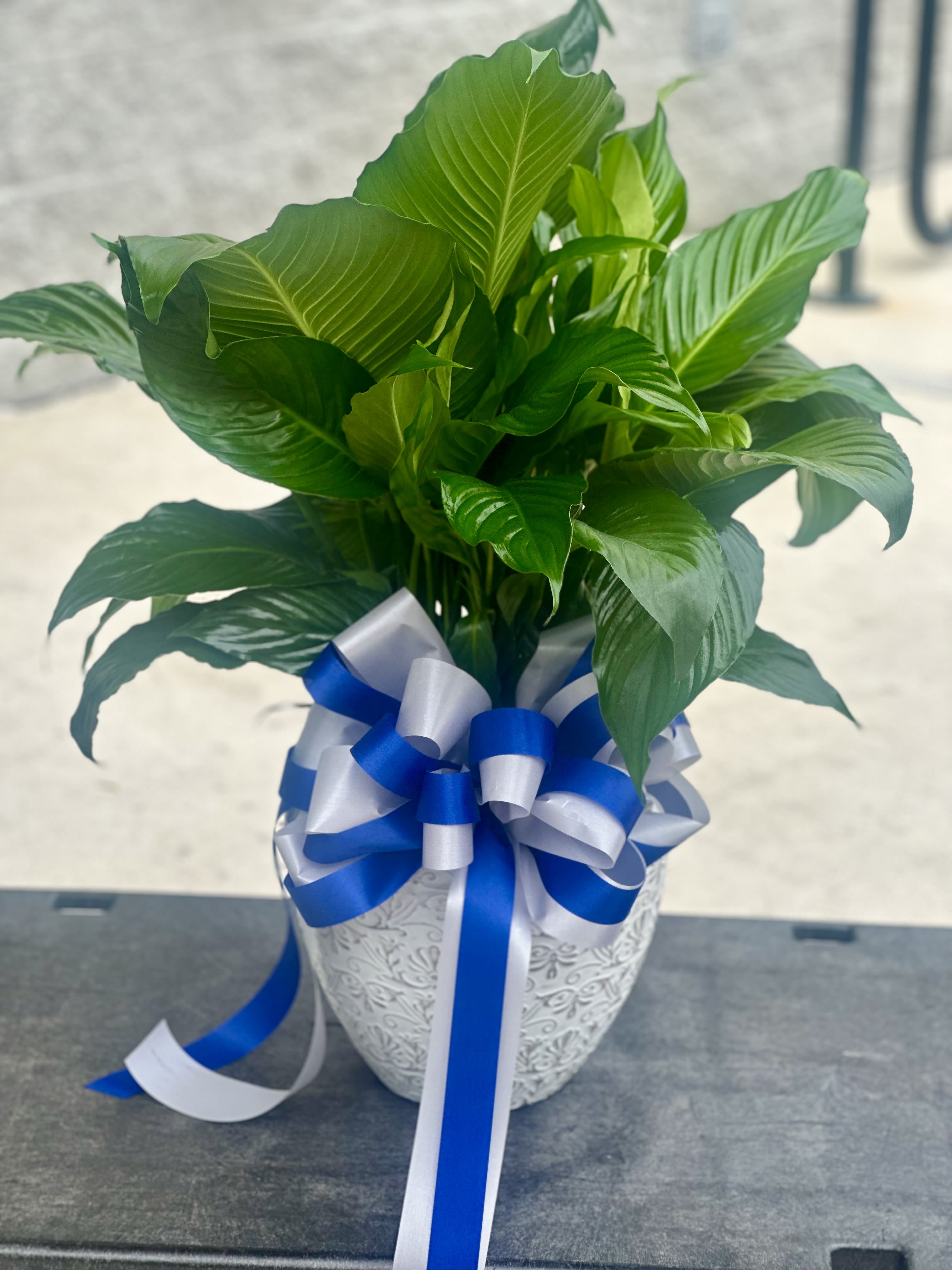 Grand Peace Lily  - A botanical Spathiphyllum plant whose symbolic meaning is peace and tranquility.  * Item comes in a modern resin container that’s durable for indoor/outdoor use, special soil that promotes growth and a beautiful full ribbon.  * Ribbon color: if color is not specified we will add either a white or black ribbon fitted for the occasion.