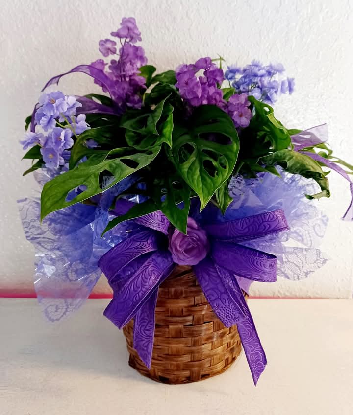 Swiss Cheese/ Monstera - This is a beautiful 6 inch  Swiss Cheese Plant decorated in cello, silk flowers, and a bow. We can make in any colors for the decorations. Comes in a basket.