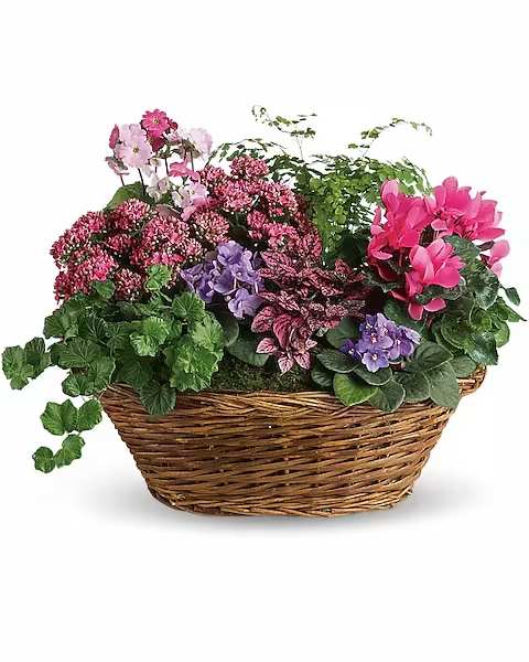 Simply Chic Mixed Plant Basket - Simply captivating. Simply charming. Simply chic. This pretty basket is overflowing with character - and live plants. It's colorful, natural and beautiful.  A charming oval wicker basket is full of flowering plants like two miniature lavender African violets, 2 pink kalanchoes, a hot pink cyclamen, a pink primrose and a hypoestes. Not to mention green ivy and maidenhair fern. A fantastic mix for anyone!