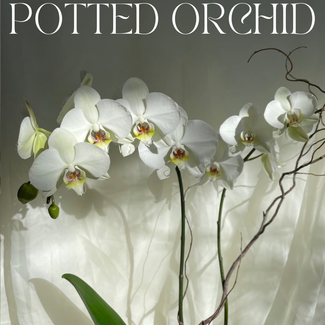 White Orchid Plant White Orchid Plant - Take their breath away with this stunning orchid gift! Elegant and unforgettable, this living phalaenopsis orchid is nestled in a bed of moss planted in a ceramic pot.