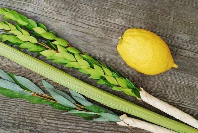 Etrog + Lulav - Celebrate Sukkot with a beautiful, 100% kosher Arba Minim set, prepared with care and ready for the mitzvah.