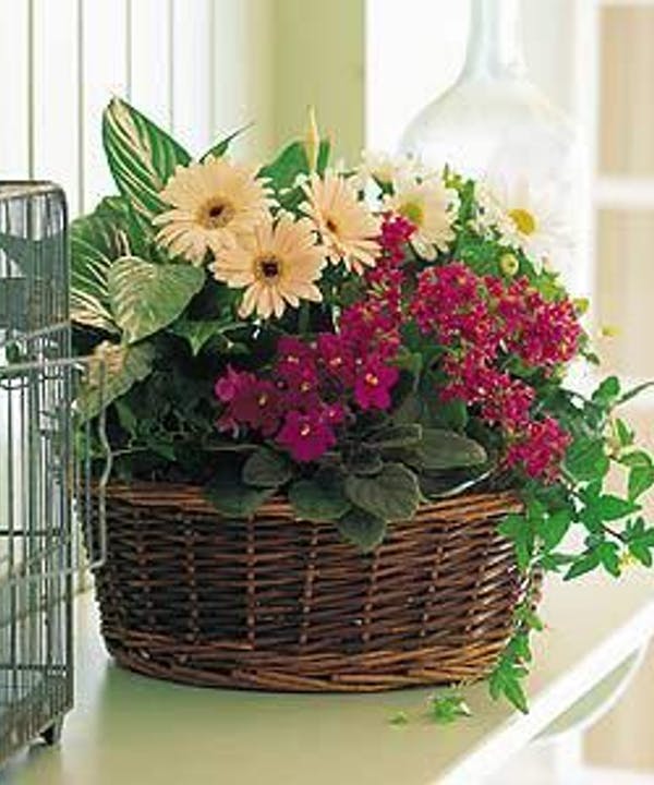 Grandmother's Garden Grandmother's Garden - Send Grandma this pretty garden basket of assorted green and blooming plants. These plants are delivered in a lined wicker basket suitable for a table or future outdoor planting if grandma wishes to do so!