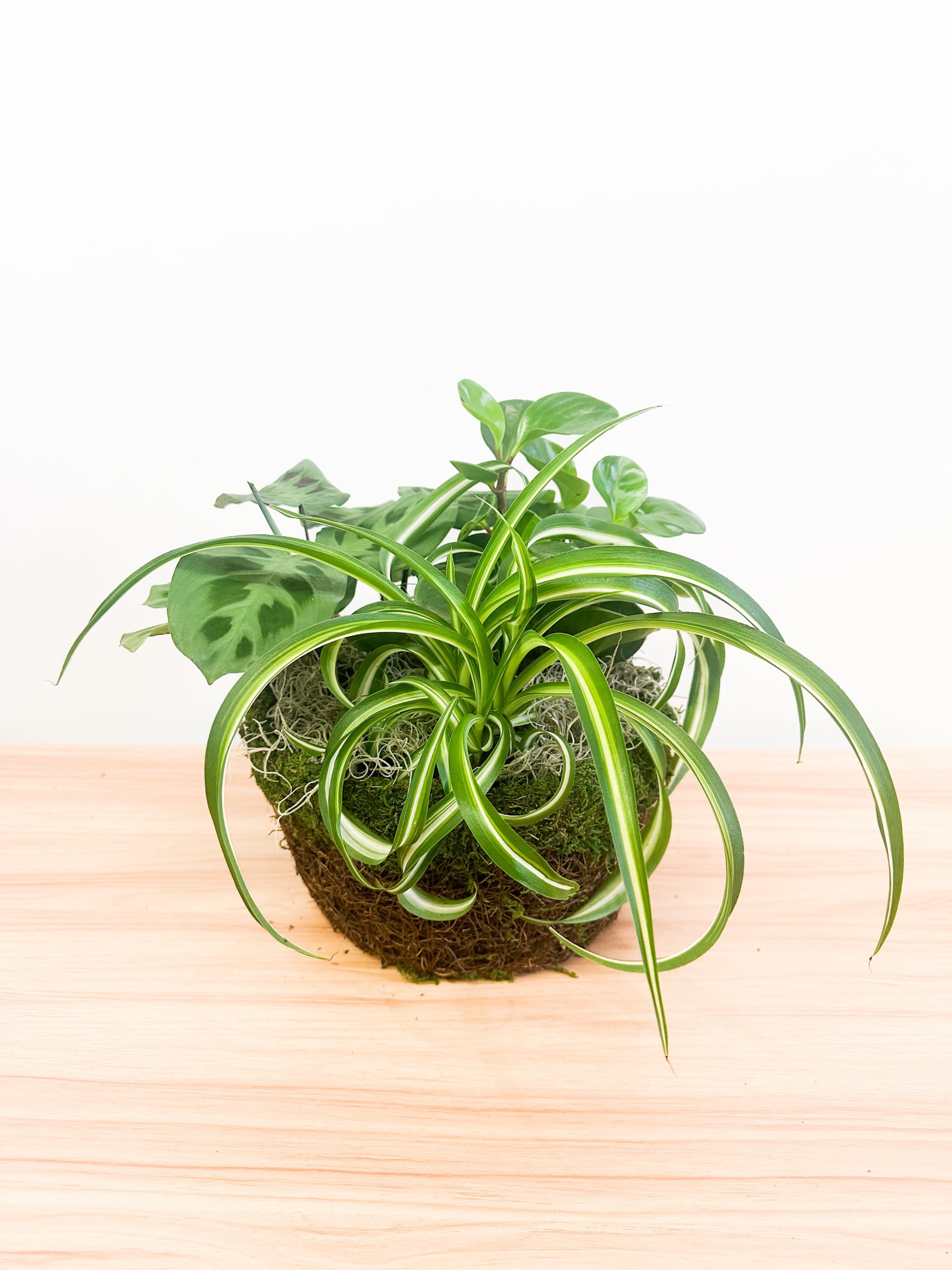 Green Plant Basket Green Plant Basket - Assorted green plants will be delivered in a moss container.