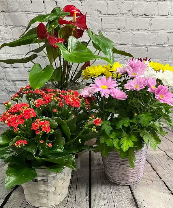 Nicest Seasonal Blooming Plant Nicest Seasonal Blooming Plant - Considering the limited availability in different regions, allowing our affiliates to select the best choice for the delivery area is your best choice. This way you can count on the recipient getting the nicest easy to care for blooming plant that is available in a price range comfortable to you.