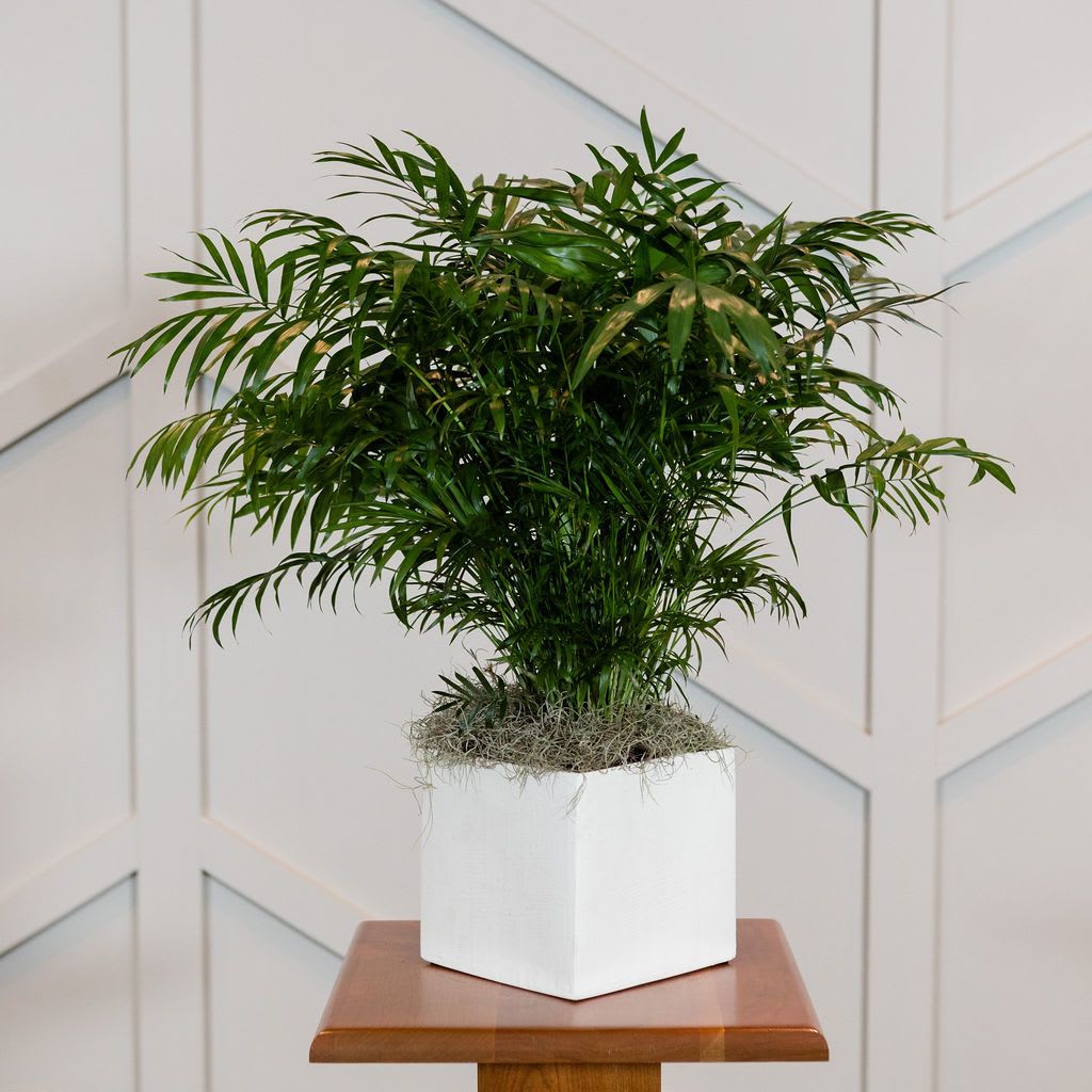 Bella - A stunning Neathe Bella Palm nestled in a trendy white container, would be welcome anywhere!   Approximate Dimensions: 36&quot; H x 16&quot; W