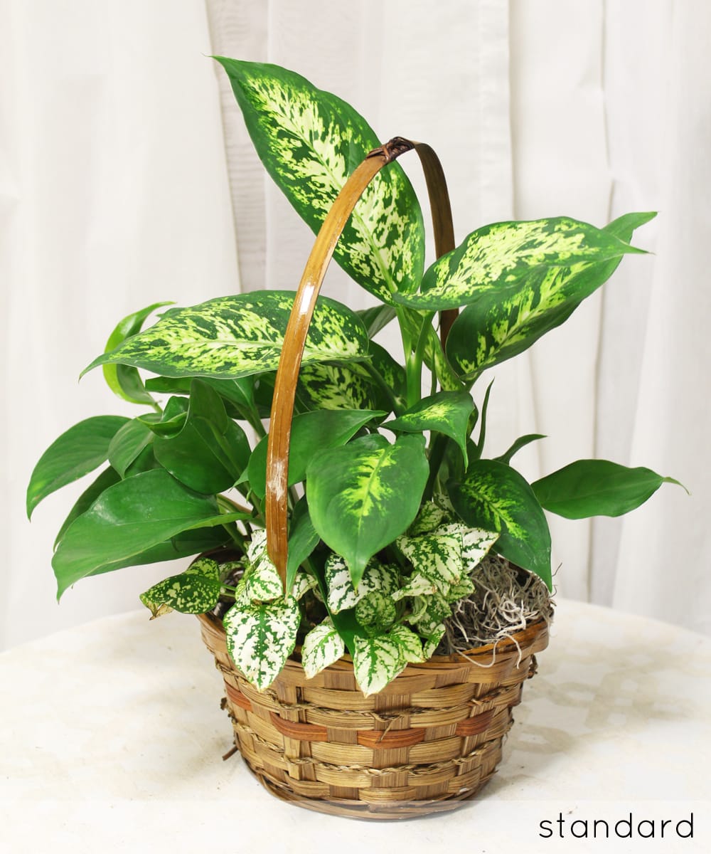 Cozy and Leafy Potted Plants - A trio of potted indoor plants in a basket or tin that would look good in any home--a truly long-lasting gift!   Key notes for this design are varied colors and varied textures.