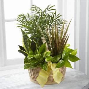 The FTD French Garden The FTD French Garden - The FTD® French Garden™ employs lush green plants to create a gift ideal for any of life's special occasions. Containing a varied assortment of 6 green plants this dish garden arrives presented in a natural round woodchip basket accented with a yellow wired taffeta ribbon to create a wonderful way to send your sentiments across the miles.