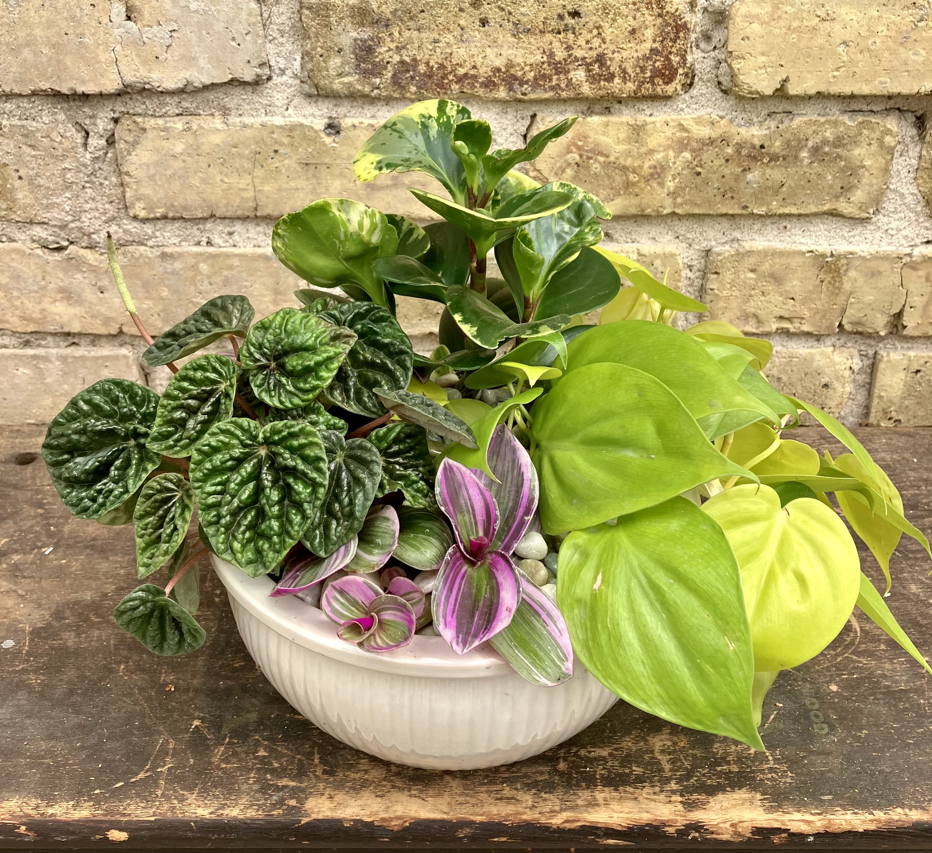 Verdure - Small Lush Garden of Green Plants, Planted Into a White Ceramic Container  and Top Dressed With Decorative Stones. Great for Medium Bright Locations. (Plants may vary depending on availability)