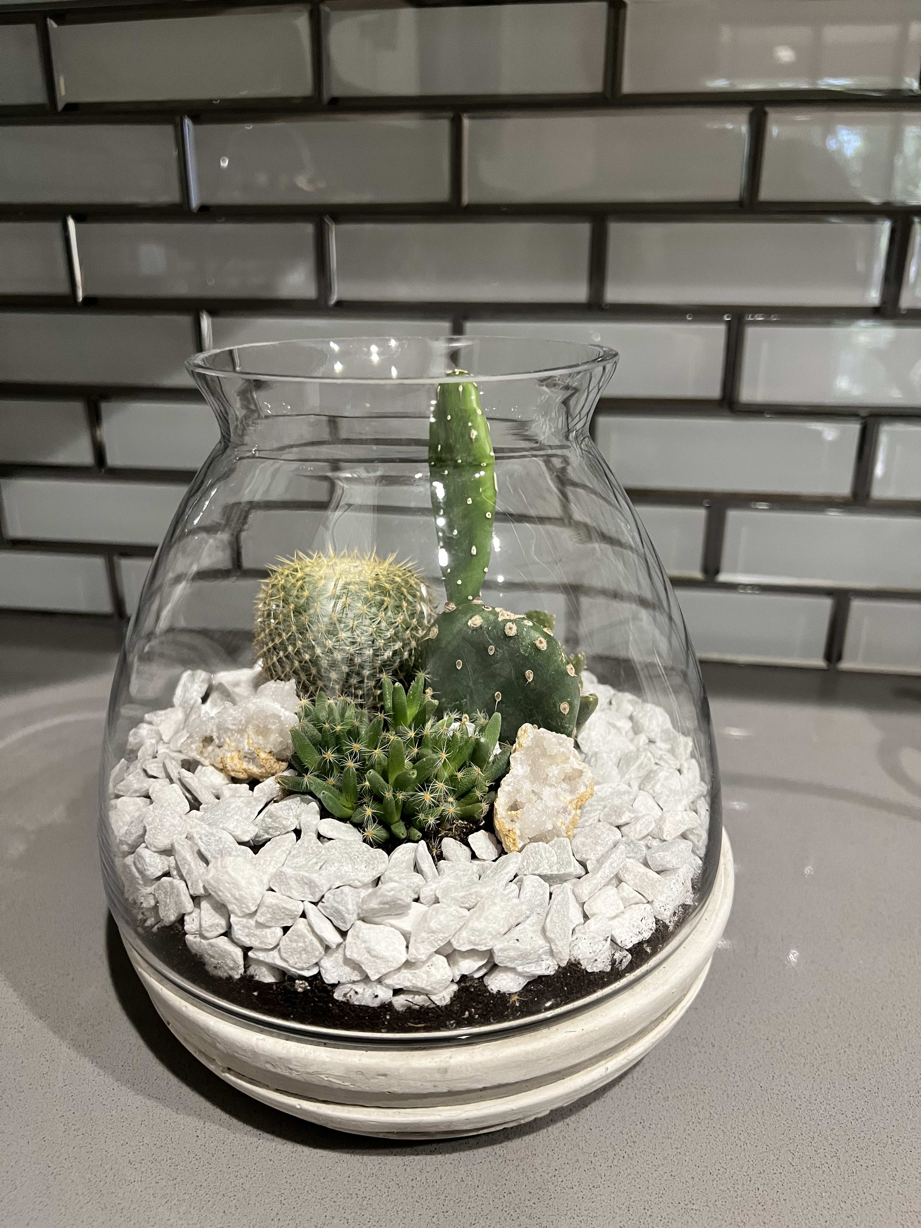 CactusTerrarium - Cactus terrarium