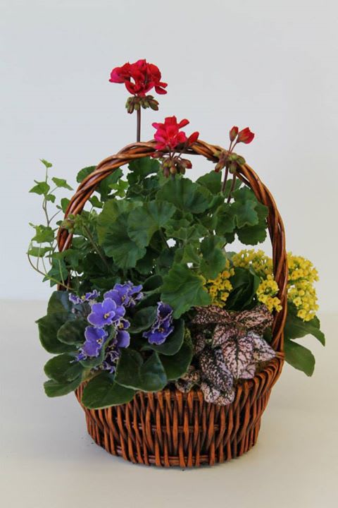 Garden of kindness - In this arrangement Verity of plants have put in a basket.