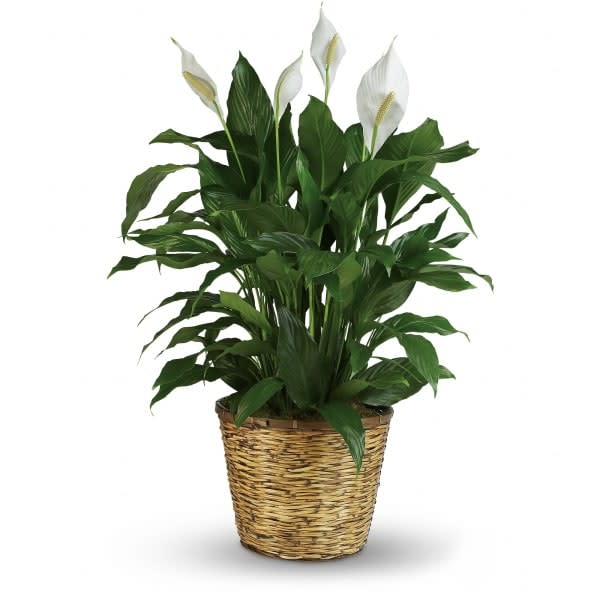 Spathiphyllum Spathiphyllum - Also known as the peace lily, this dark leafy plant with its delicate white blossoms (if not in dormant stage) makes a simply elegant gift. Known for its indoor beauty, its ability to clear the air of contaminants and for being a low-maintenance house plant, the Spathiphyllum is a wonderful way to honor the memory of someone close to you.