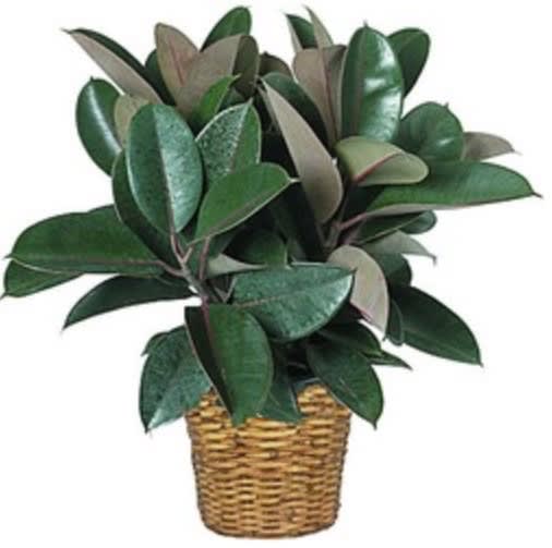 Rubber Tree Plant Rubber Tree Plant - The Rubber Tree Plant is a hardy accommodating house plant which needs only basic care but can reach great indoor heights ... The rubber tree is a favorite houseplant. Rubber plants have large, thick, glossy green leaves.
