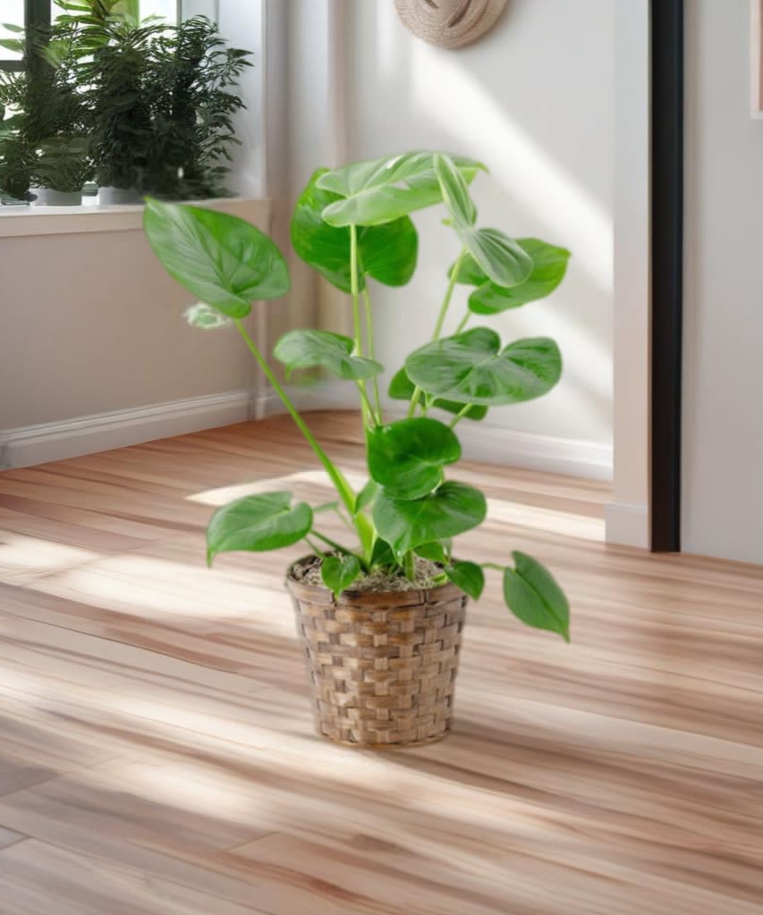 Montsera Plant (Split Leaf Philodendron) Montsera Plant (Split Leaf Philodendron) - These large, beautiful plants require extra care, but they’re worth the effort! Not only do these stunning plants have great aesthetic appeal, but they are also known for their powerful air-purifying properties, cleansing your home from air-borne toxins. These plants symbolize honor and endurance. They can also bring harmony to your home, according to Feng Shui. 8" Plant