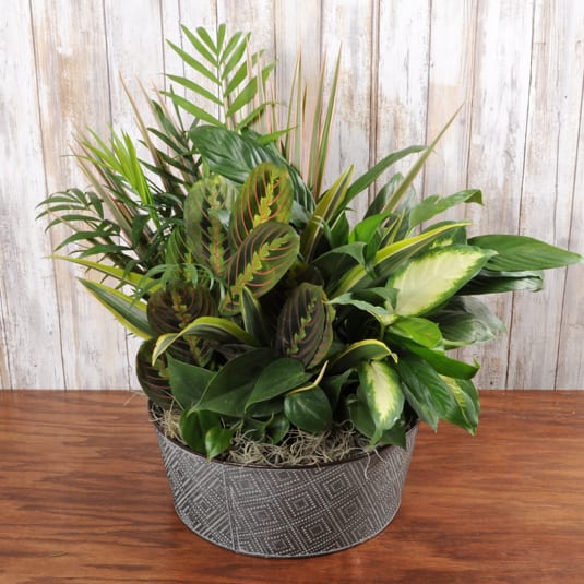 Dishgarden in Tin Large Dishgarden in Tin Large - This tropical assortment of easy to care for houseplants is perfect for any occasion and arrives in a 12" tin.