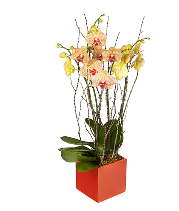 Tropical Sunset - At the heart of this arrangement stands a Phalaenopsis orchid, its vibrant petals painted in fiery hues of orange and red. The blossoms evoke the warmth of a tropical sunset, with a mesmerizing gradient of colors that transition from deep crimson to fiery tangerine. Each petal exudes a velvety, almost satin-like texture, inviting touch and admiration.Surrounding the orchid, natural branches extend gracefully, as if captured in mid-dance. These branches, carefully selected to complement the orchid's fiery bloom, add a touch of rustic elegance to the arrangement. With their earthy charm and textured bark, they provide a balanced contrast to the orchid's opulent and smooth petals.       The union of the orchid and natural branches creates a captivating synergy between nature's bold and delicate elements. Together, they reflect a sense of passion and poise, a living art piece that can transform any space into a sanctuary of beauty. This orchid plant not only captivates the eye but also tantalizes the senses with its subtle, sweet fragrance, which mingles with the earthy aroma of the branches. It's a symphony of colors and textures, a striking work of art that brings the essence of nature and the allure of exotic blooms to your space. This extraordinary creation is a testament to the beauty of the natural world and a perfect addition to any home or event.