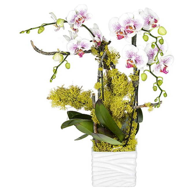 Moon Orchid Moon Orchid - Although orchids are an excellent gift for any occasion, they are probably second in popularity behind the rose when it comes to the number of people who purchase this flower as part of a romantic gift. The beauty and scent of the orchid spells out the magic of love immediately. They also represent seduction so are ideal for demonstrating your passion and lust for your partner.