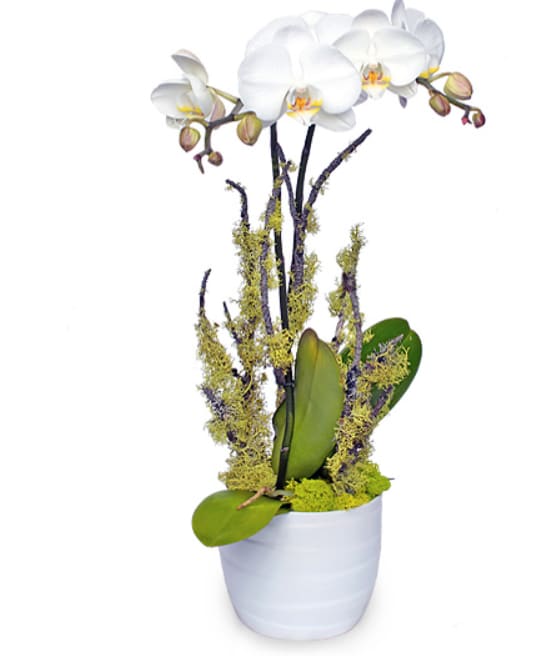 Pure in White - A serene elegance of a white phalaenopsis orchid is combined with the natural beauty of local mossy branches in this stunning arrangement. Lustrous ceramic container makes it even more dramatic. The picture shows small size and consists of one plant with double spikes. Medium version has two and large has three plants.