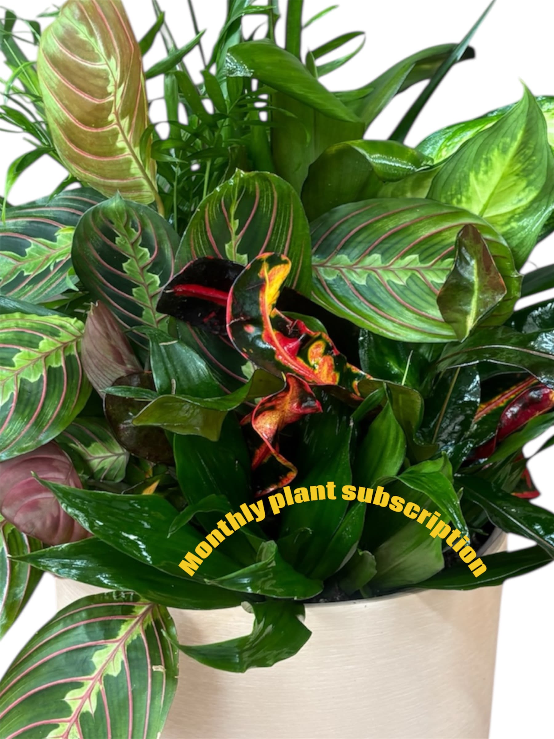 Monthly Plant Delivery - 6 Months - Let our designers do the heavy lifting! Let the designers use their creativity and surprise you with a plant each month! Perfect for treating yourself, gifting, and housewarming!  1. All subscriptions include a delivery fee and are paid ahead of time based on the length of subscription purchased.  2. Your subscription includes regular flower deliveries the same date each month as per your chosen plan. Delivery options available Monday through Friday with the exception of Holidays. We will contact you with an alternate delivery date. (Please specify delivery date in special instructions)  3. To make changes to your subscription, including pausing or cancelling, please call our shop directly.