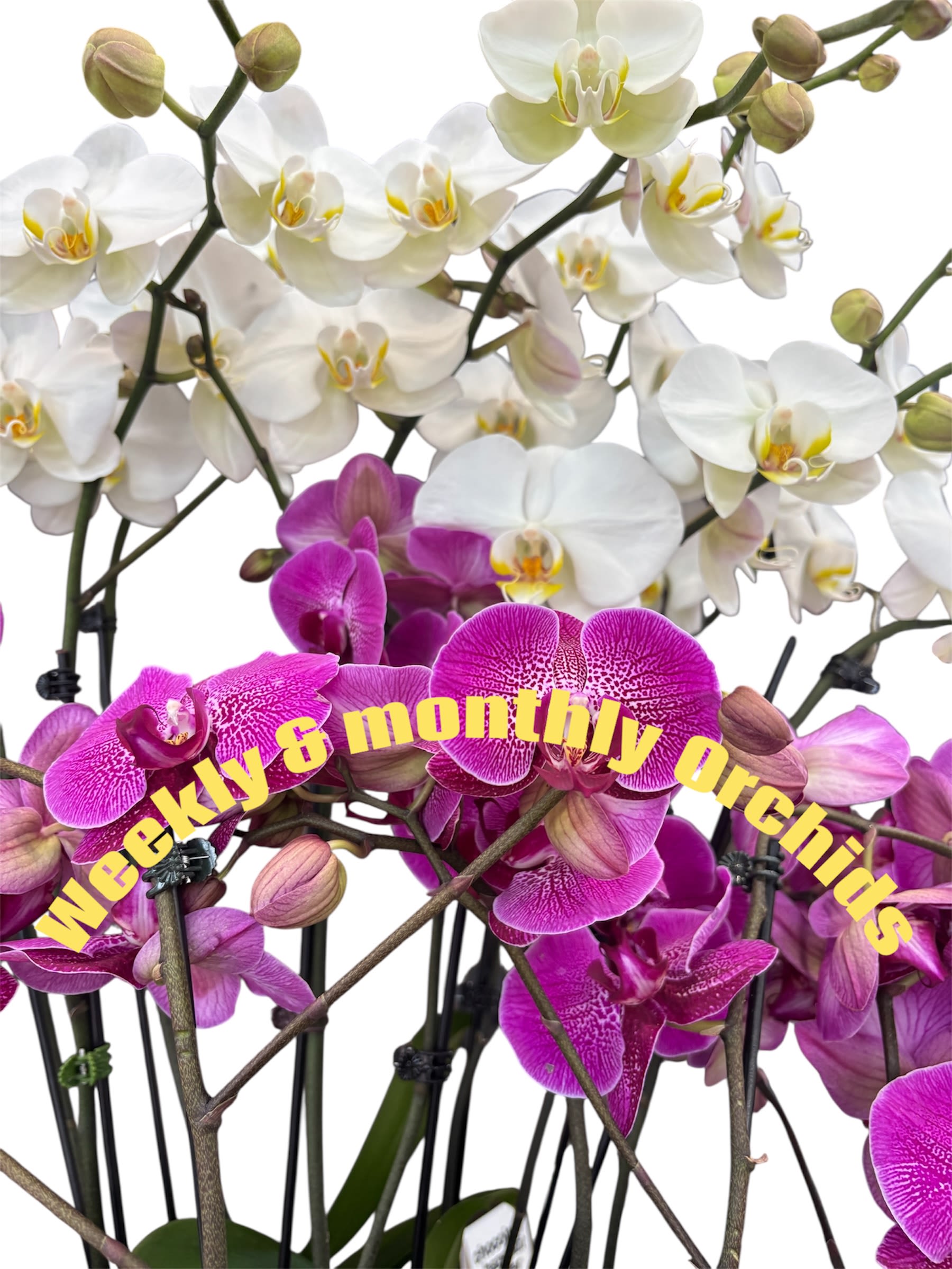 Bimonthly Orchid Plant Delivery- 6 Months - Let the designers use their creativity and surprise you with a Phalaenopsis orchid plant every 2 months for the subscription period of 6 months! Perfect for treating yourself, gifting, and housewarming!  1. All subscriptions include a delivery fee and are paid ahead of time based on the length of subscription purchased.  2. Your subscription includes regular flower deliveries the same date each month as per your chosen plan. Delivery options available Monday through Friday with the exception of Holidays. We will contact you with an alternate delivery date. (Please specify delivery date in special instructions)  3. To make changes to your subscription, including pausing or cancelling, please call our shop directly.