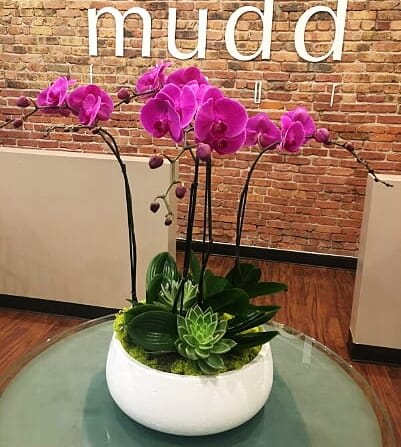 Double Fuchsia Phaelnopsis Duo -  Purple orchids can represent Royalty and Admiration , and are traditionally given as a show of respect. 4 sexy stems with amazing handpicked succulents in a low white bowl.  Absolute winner! 