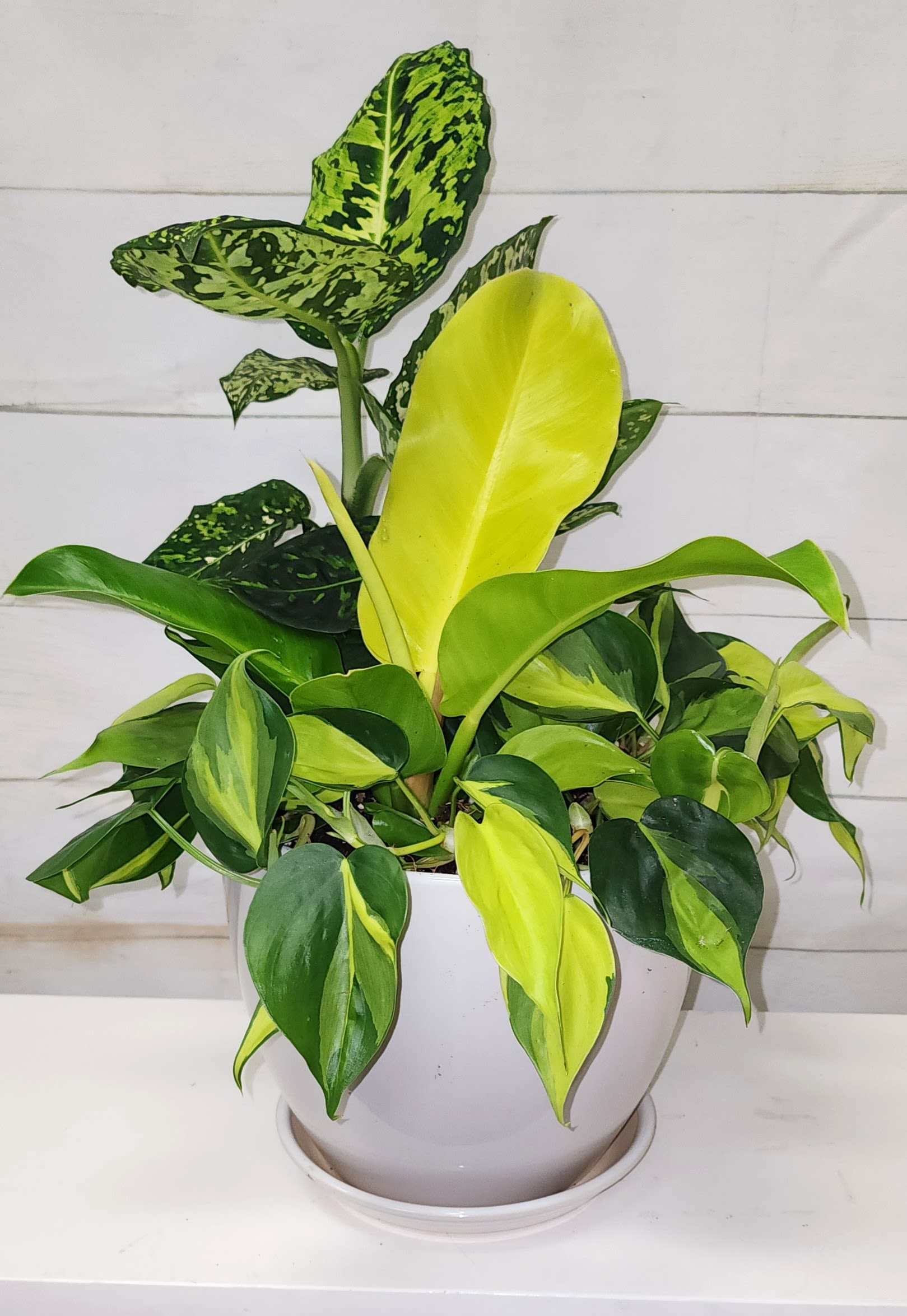 New release! Tropical Gardens (Medium Dish) New release! Tropical Gardens (Medium Dish) - Grown locally in East Honolulu, Watanabe Floral is proud to announce our partnership with local grower Plant Hawaii! This medium garden piece showcases the best of our local flora, beautifully arranged to bring a touch of nature’s elegance into your home or office. Key Features: Locally Grown: All plants are cultivated locally in East Honolulu, ensuring fresh and vibrant greenery. Medium Size: Perfectly sized to fit a variety of spaces, adding a touch of natural beauty to any environment. Unique Look: Each garden piece is unique, with the arrangement varying slightly, but the overall value and quality are always maintained. Partnership with Plant Hawaii: A collaboration that supports local agriculture and brings the finest plants directly to you. Versatile Use: Ideal for home décor, office spaces, or as a thoughtful gift for plant enthusiasts. Please note that while the appearance of each garden piece may vary, the value and beauty will always remain consistent. Celebrate the natural beauty of Hawaii with our Medium Garden Piece, a testament to local craftsmanship and horticulture.