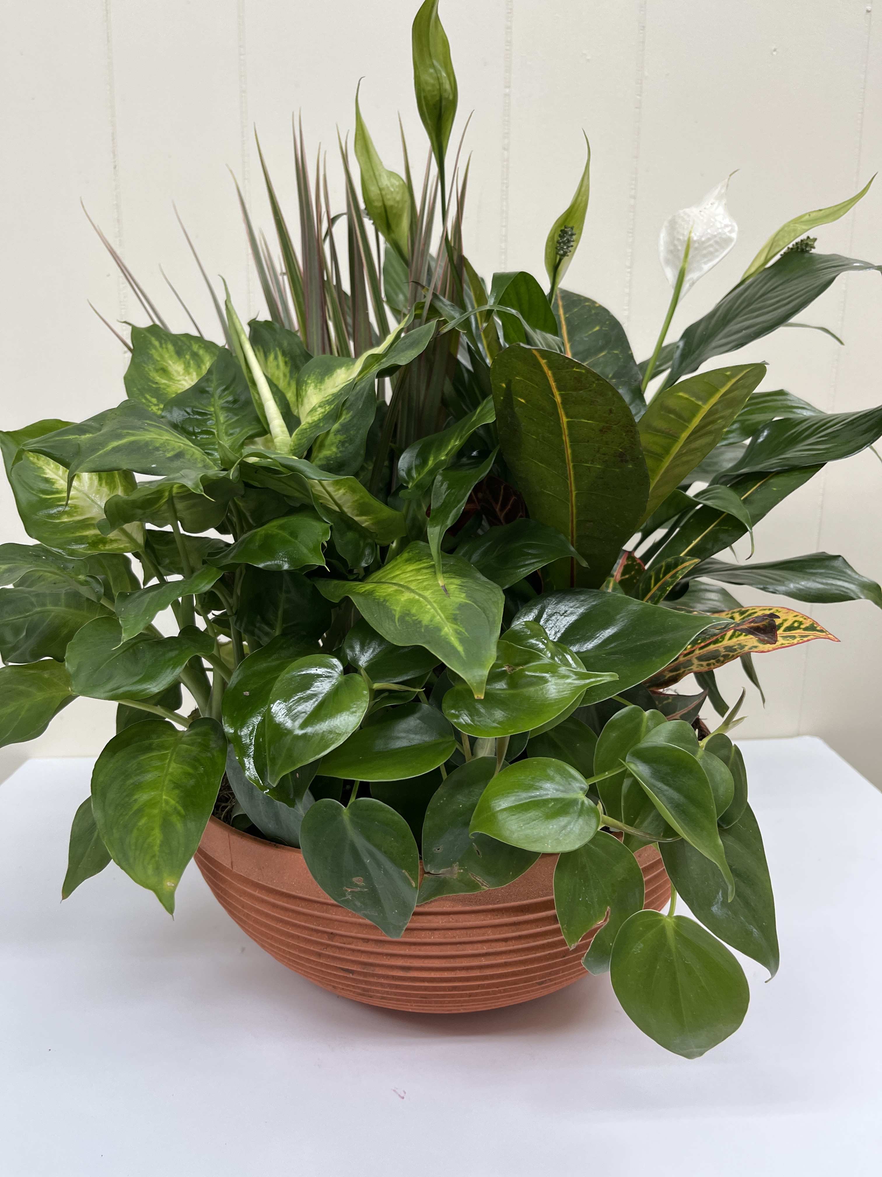 12&quot; Dishgarden  - 12” Dishgarden (container may vary)