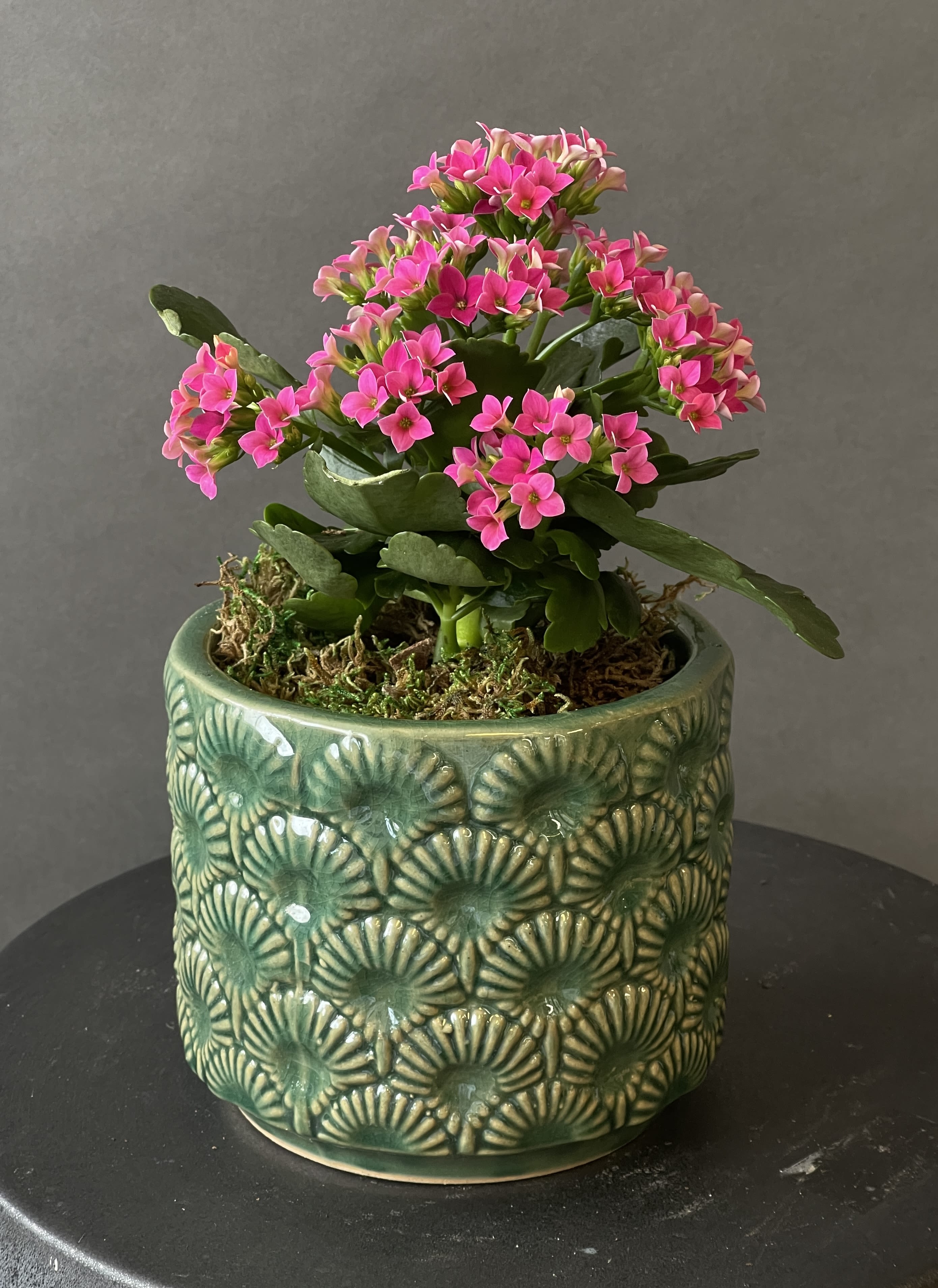 Blooming Plant Blooming Plant - A cheerful way to light up a room, kalanchoe like filtered light and frequent watering. They symbolize love and gentleness so send them to somebody you appreciate and care for. In Florida State this plant can be plant outside.