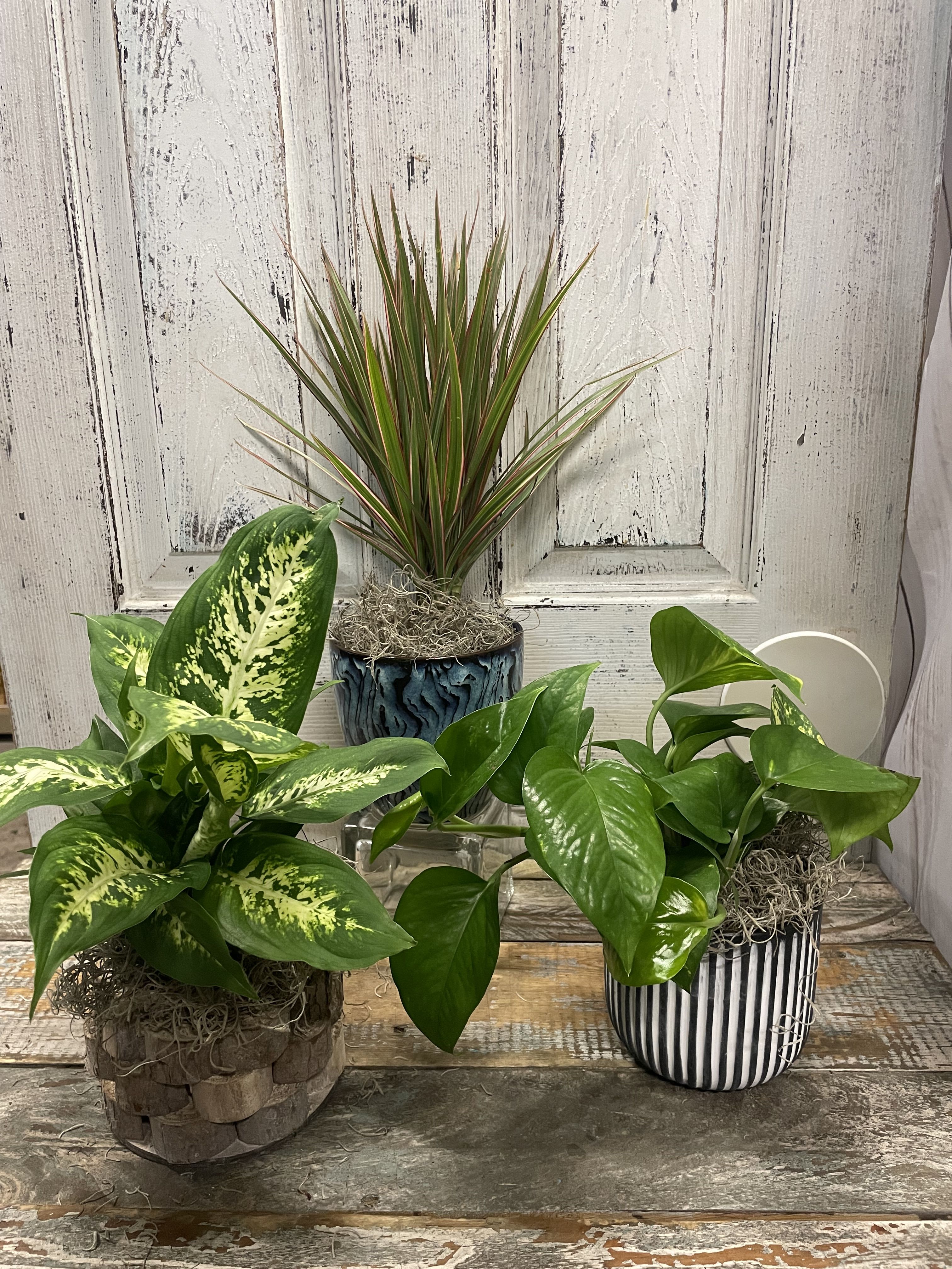 Simply a Plant Simply a Plant - The best gift is as simple at a plant :) Individually sold, Our choice of a decorative pot with a decorated with bow that with complement the plant to give as a simple yet beautiful gift for many occasions! If you have a plant or color pot of your choosing, please include in the notes! I do see these and love to make it as special as i can :)