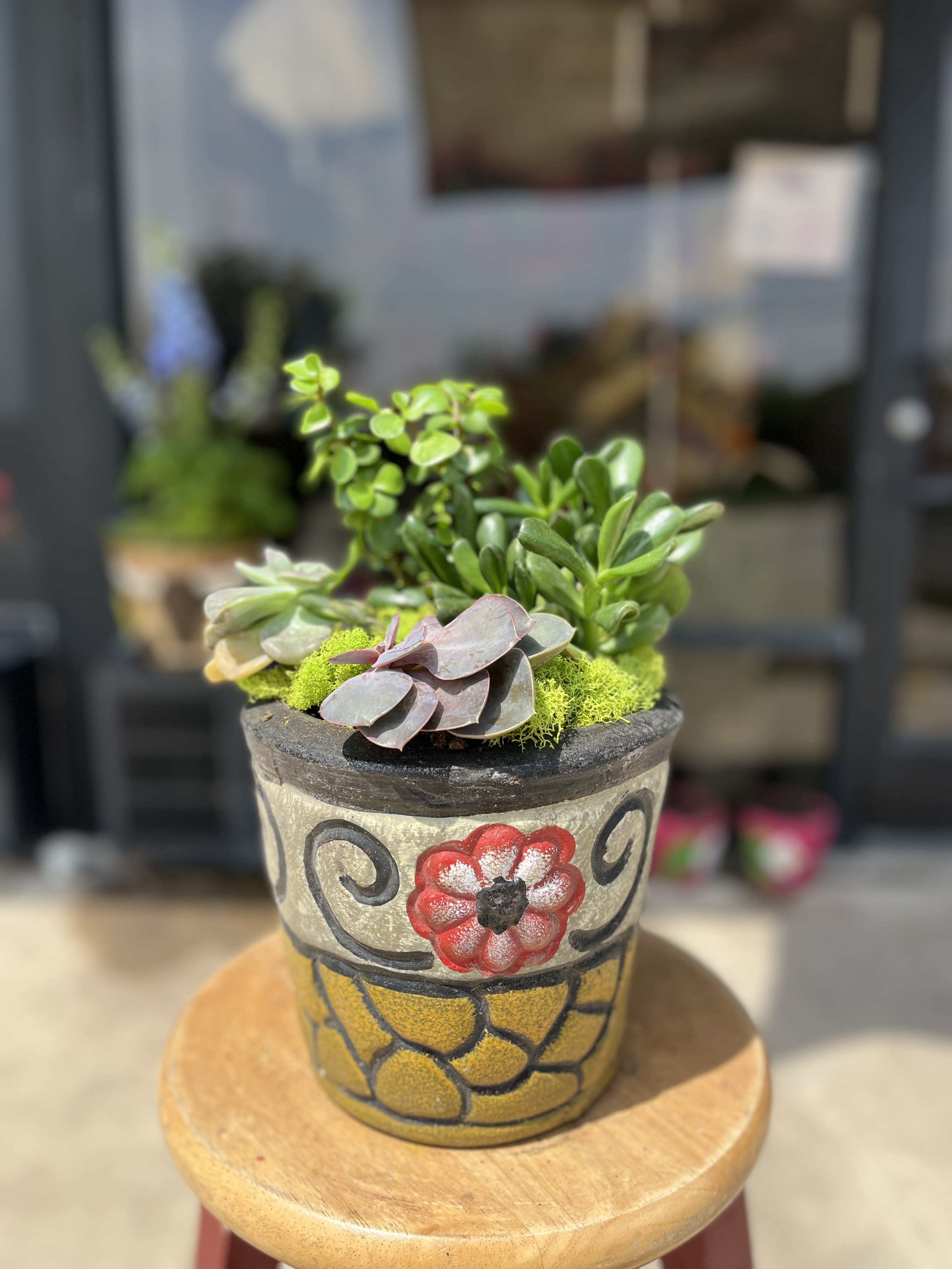 desert garden; SALE - known for their resilience and durability, succulents offer a low maintenance pretty plant for inside and outside decor.