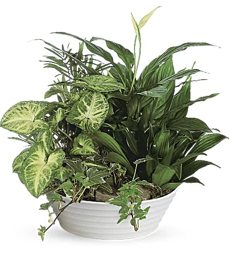Designers Choice Dish Garden - Multiple green plants will be chosen that can coexist together and be planted in a dish of designers choice. Dish approximately 10&quot; wide.