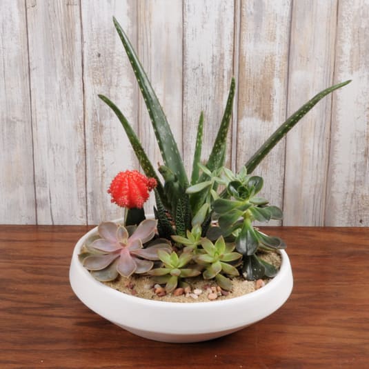 White Ceramic Succulent Garden White Ceramic Succulent Garden - This modern ceramic container is filled with fun succulents. Perfect for a gift or send it to yourself!
